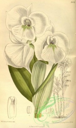 dendrobium-00269 - Dendrobium schuetzei