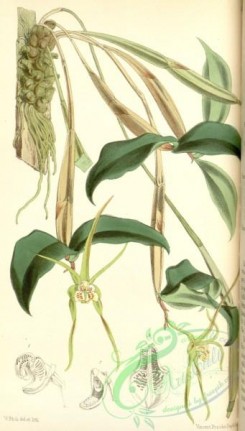 dendrobium-00278 - Dendrobium tetragonum