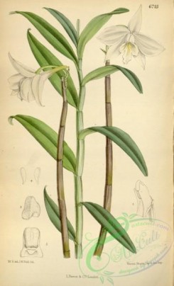 dendrobium-00284 - Dendrobium wattii (as Dendrobium cariniferum var