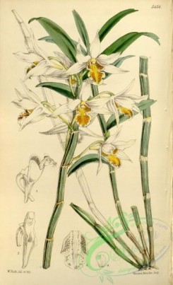dendrobium-00286 - Dendrobium xanthophlebium (as Dendrobium marginatum Bateman ex Hook.f