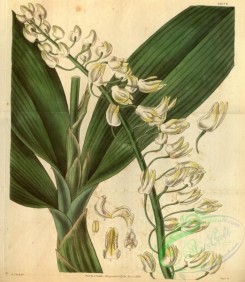 dendrobium-00287 - Dendrobium speciosum - Curtis' 58 (N.S. 5) pl.3074 (1831)