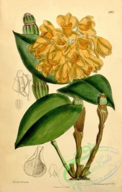 dendrobium-00290 - Dendrobium sulcatum - Curtis' 113 (Ser. 3 no. 43) pl 6962 (1887)