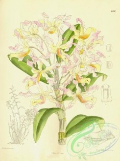 dendrobium-00294 - Dendrobium tortile (as Dendrobium dartoisianum) - Curtis' 137 (Ser. 4 no. 7) pl. 8352 (1911)
