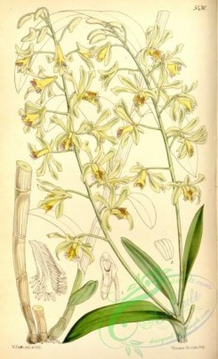 dendrobium-00297 - Dendrobium venustum (as Dendrobium ciliatum) - Curtis' 90 (Ser. 3 no. 20) pl. 5430 (1864)