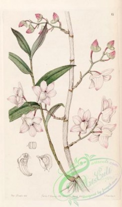 dendrobium-00302 - Dendrobium aduncum - Edwards vol 32 (NS 9) pl 15 (1846)