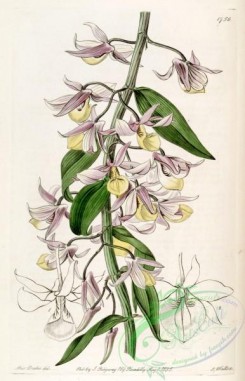 dendrobium-00304 - Dendrobium aphyllum (as syn. ''Dendrobium pierardii'') - Edwards vol 21 pl 1756 (1836)