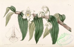 dendrobium-00305 - Dendrobium aqueum - Edwards vol 29 (NS 6) pl 54 (1843)