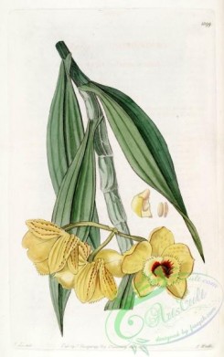 dendrobium-00306 - Dendrobium chrysanthum - Edwards vol 15 pl 1299 (1829)