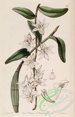 dendrobium-00309 - Dendrobium crumenatum- Edwards vol 25 (NS 2) pl 22 (1839)
