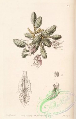 dendrobium-00310 - Dendrobium cucumerinum or Dockrillia cucumerina - Edwards vol 29 (NS 6) pl 37 (1843)