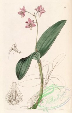 dendrobium-00318 - Dendrobium kingianum - Edwards vol 31 (NS 8) pl 61 (1845)