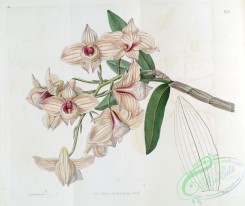 dendrobium-00322 - Dendrobium moschatum (as syn. ''Dendrobium cupreum'') - Edwards vol 21 pl 1779 (1836)