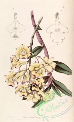dendrobium-00327 - Dendrobium sanguinolentum - Edwards vol 29 (NS 6) pl 6 (1843)