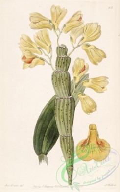 dendrobium-00329 - Dendrobium sulcatum - Edwards vol 24 (NS 1) pl 65 (1838)