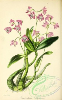dendrobium-00417 - Captain King's Dendrobium, dendrobium kingianum