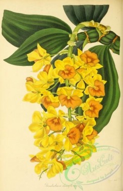 dendrobium-00422 - Dense-flowered Dendrobium, dendrobium densiflorum