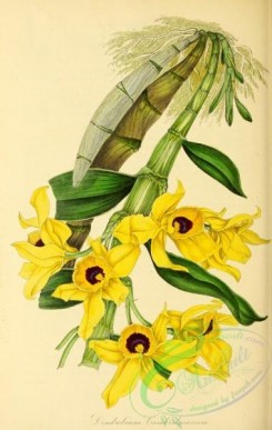 dendrobium-00430 - Duchess of Cambridge's Dendrobium, dendrobium cambridgeanum