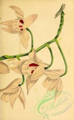 dendrobium-00434 - Musc-scented Dendrobium, dendrobium moschatum, 2