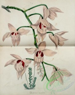 dendrobium-00435 - Musc-scented Dendrobium, dendrobium moschatum, 3