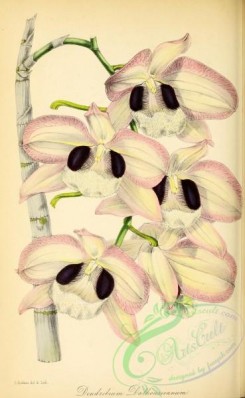 dendrobium-00442 - Lady Dalhousie's Dendrobium, dendrobium dalhousieanum