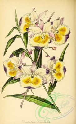 dendrobium-00447 - Duke of Devonshire's Dendrobium, dendrobium devonianum