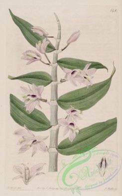 dendrobium-00471 - 548-dendrobium cucullatum, Lady Banks's Dendrobium