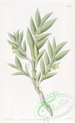 dendrobium-00473 - 1239-dendrobium anceps, Two-edged Dendrobium