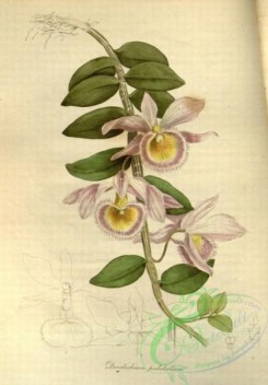 dendrobium-00496 - Showy Dendrobium, dendrobium pulchellum