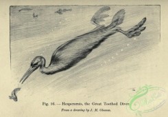 dinosaurs-00063 - Great Toothed Diver, hesperornis [2827x1958]