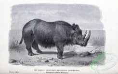 dinosaurs-00092 - Woolly Rhinoceros, rhinoceros tichorhinus [2830x1768]