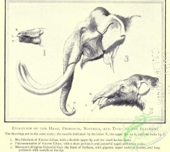 dinosaurs-00095 - Mammoth, elephas columbi, maeritherium, palaeomastodon [2430x2168]