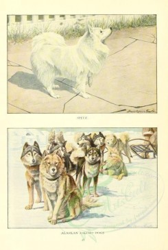 dogs_wolves_foxes-00141 - Spitz, Alaskan Eskimo Dogs [1862x2770]