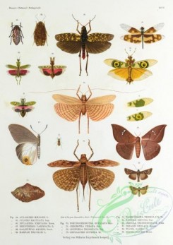 dragonflies-00014 - aularchis, julodis, epilampra, rhyothemis, galinthias, harpax, pseudocreobotra, creobotra, cicindela, gryllacris, haemodiasma, tanusia, cricula, tenaris, plusia