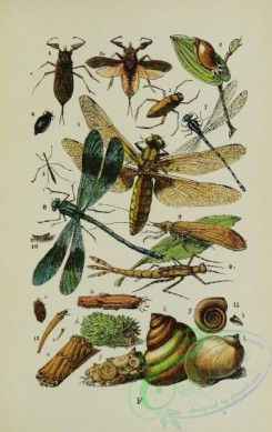 dragonflies-00019 - Water Scorpion, Water Boatman, Whirligig Beetle, Hydrometra, Dragon-fly, libellula, Stone-Fly, phryganea