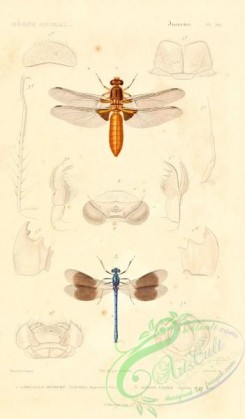 dragonflies-00021 - 022-libellula, agrion
