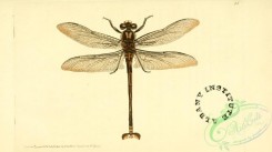 dragonflies-00024 - petalura