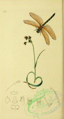dragonflies-00026 - 043-cordulia