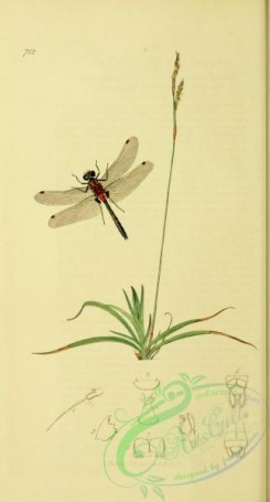 dragonflies-00038 - 042-libellula