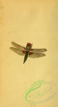 dragonflies-00058 - 081-libellula