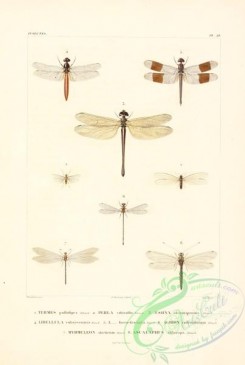 dragonflies-00059 - 025-termes, perla, aeshna, libellula, agrion, myrmeleon, ascalaphus