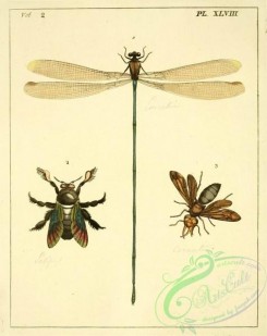dragonflies-00063 - 048-libellula, apis