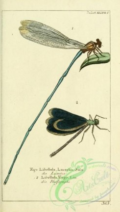 dragonflies-00066 - 009-libellula