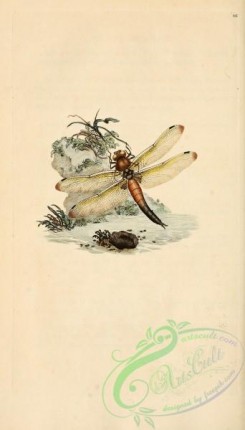 dragonflies-00073 - 425-libellula