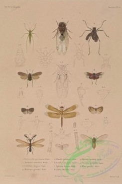 dragonflies-00075 - 014-listrocelis, cicada, ricania, acripeza, libellula, aphaena, flata, mantispa, listra