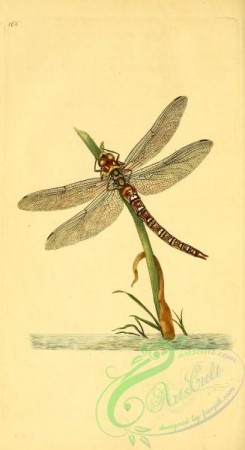 dragonflies-00078 - 166-libellula