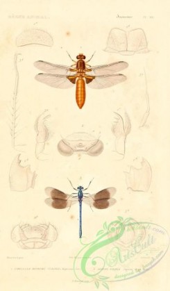 dragonflies-00080 - 041-libellula, agrion