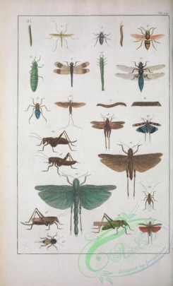 dragonflies-00096 - 001-Grasshopper, Locust, Dragon-Fly