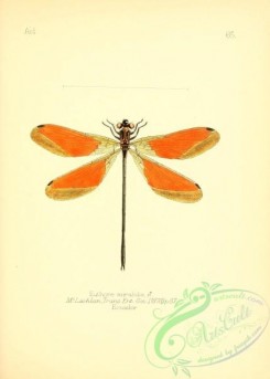 dragonflies-00101 - 042-euthore