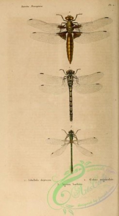 dragonflies-00110 - libellula, agrion, oeshna