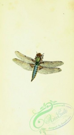 dragonflies-00111 - 004-libellula
